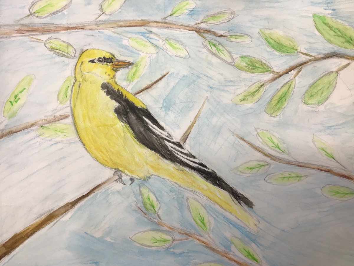 Schueler der 5d - Farbenprächtiger Pirol im Wald