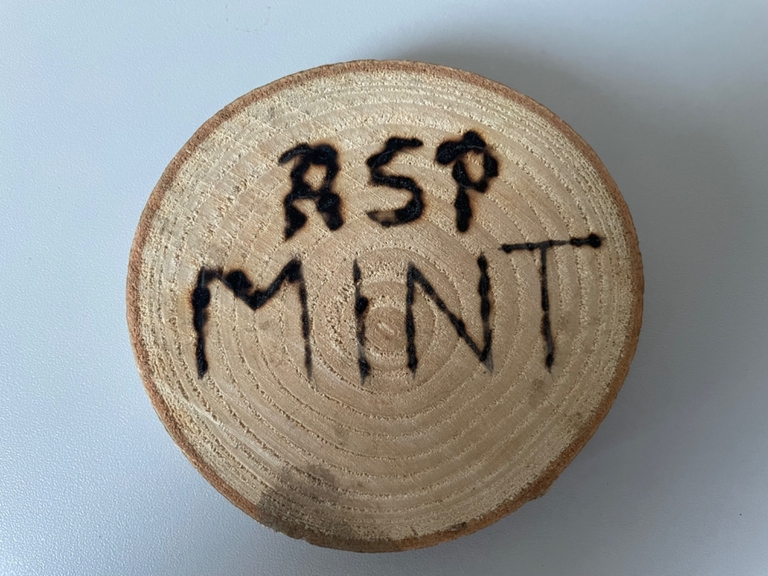 MINT Schullandheim 2024